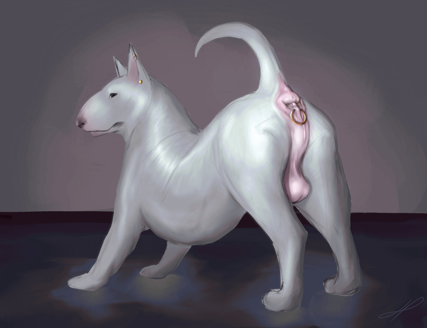 anal_piercing anatomically_correct anatomically_correct_anus anatomically_correct_genitalia anatomically_correct_penis animal_genitalia animal_penis anus ass ass_up balls big_anus big_butt black_nose boaz_(darkmare) bull_terrier canid canine canine_genitalia canis detailed detailed_anus digital_media_(artwork) dirty_anus domestic_dog ear_piercing feral fur genitals glistening glistening_body gold_(metal) groomed hair hairless_balls hazed01 hi_res hunting_dog looking_back male mammal multiple_piercings muscular muscular_feral nude penis piercing piercing_fetish pink_anus pink_balls presenting presenting_anus presenting_balls presenting_hindquarters prick_ears puffy_anus quadruped raised_tail realistic_anatomy realistic_feral realistic_shading ring_piercing short_hair simple_background solo tail terrier thick_neck thick_thighs white_body white_fur