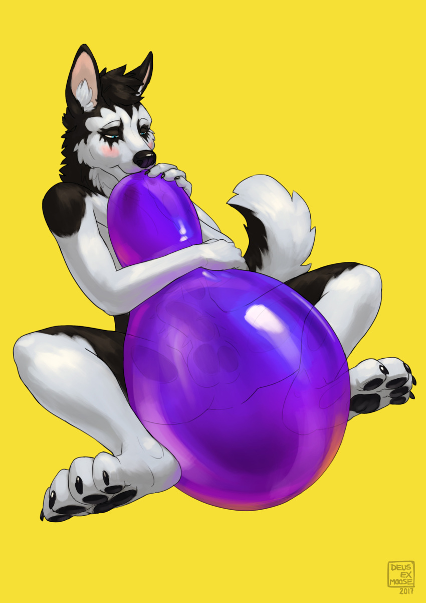 anthro balloon balls black_nose blue_eyes blush canine deusexmoose erection fur hair husky male male_only mammal nude penis rubber simple_background solo