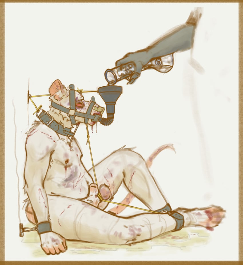 absurd_res ankle_cuffs anthro balls blood blood_from_mouth blood_in_mouth blood_on_face bodily_fluids bondage bong bong_water bound bruised bruised_arm bruised_balls bruised_belly bruised_eye bruised_face bruised_leg collar contort_desire cuff_(restraint) degradation drugs floating_hands forced funnel_gag furry gag genital_fluids genitals hi_res humiliation implied_pee living_urinal male male_only mammal marijuana murid murine muzzle_(object) muzzled nosebleed pain peeing predicament_bondage rat restraints rodent solo submissive submissive_male toilet_(contort_desire) toilet_slave torture torture_device urine watersports wrist_cuffs