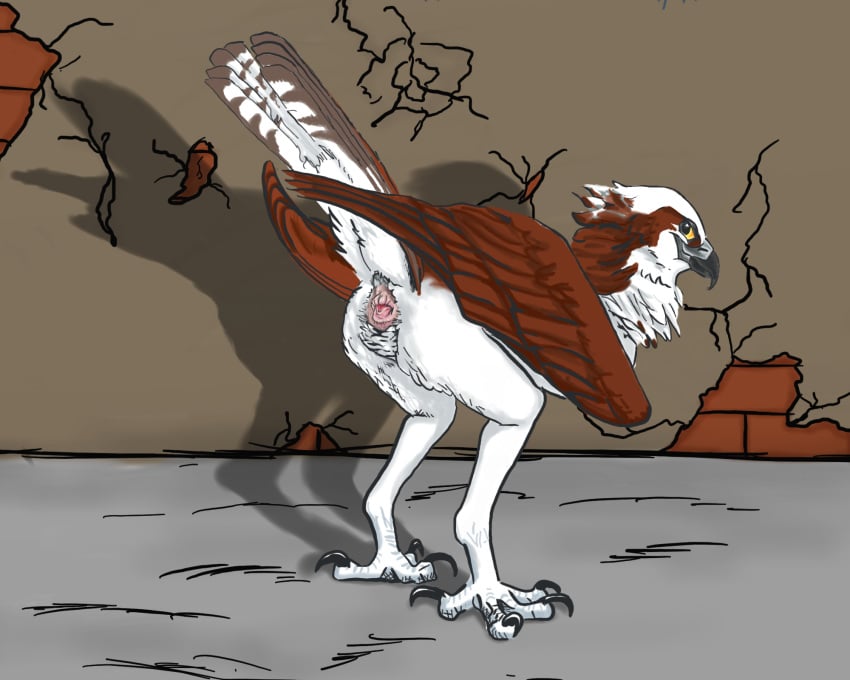 2018 ambiguous_gender animal_genitalia avian beak bent_over bird brown_feathers cloaca feathers feral looking_at_viewer looking_back osprey outside presenting raised_tail talons white_feathers windpaw