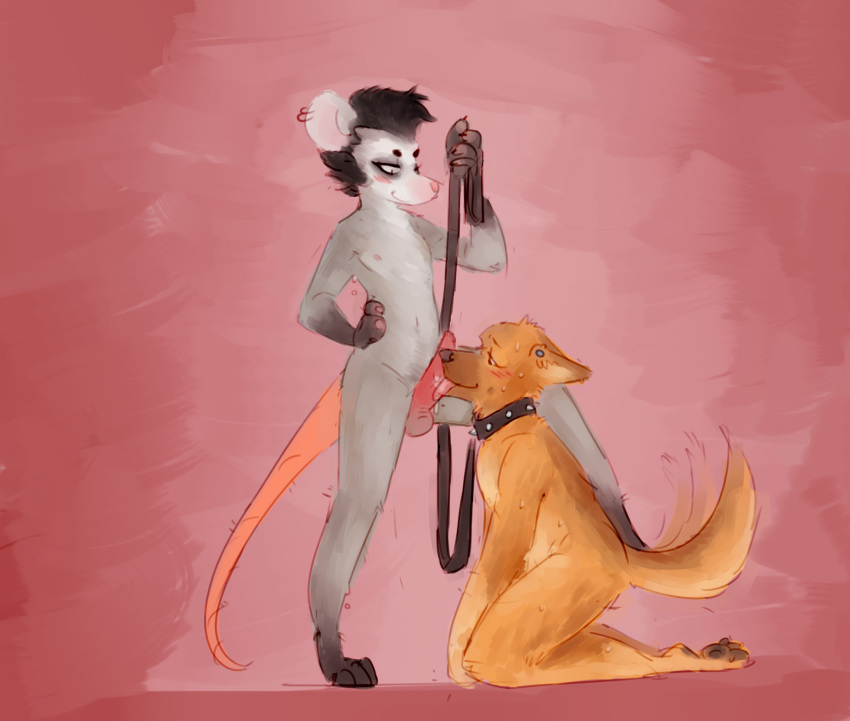 2017 anthro balls blush canine collar digital_media_(artwork) duo e1m8 ear_piercing erection fellatio fur german_shepherd leash licking male mammal marsupial nipples nude opossum oral penis piercing sex simple_background tongue tongue_out yaoi