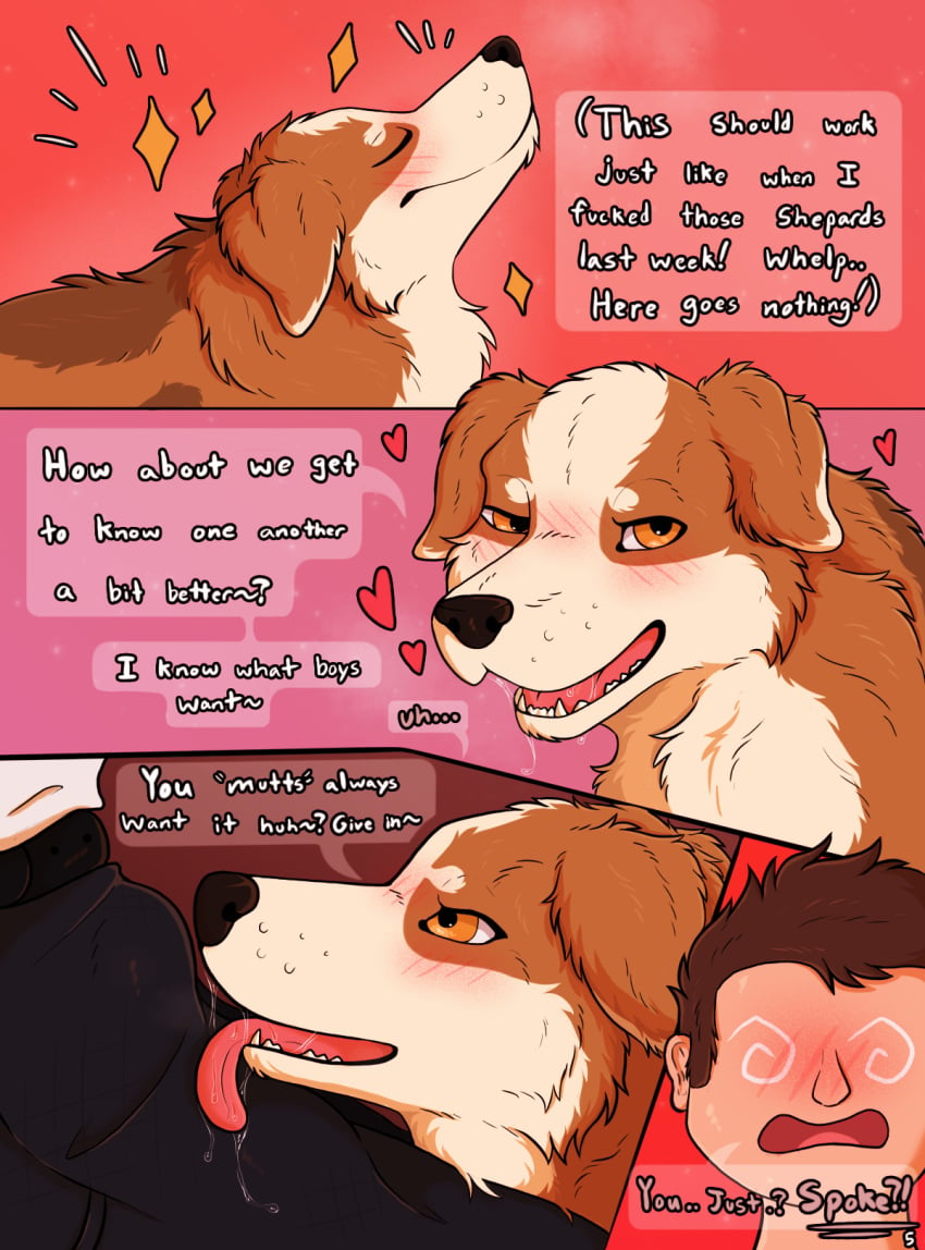 anthro australian_shepherd blush blush_lines bodily_fluids breath bulge bulge_lick canid canine canis comic confusion dialogue dizzy dizzy_eyes domestic_dog duo female feral flirtation flirting flirting_look fluffy heart_symbol herding_dog hi_res human imminent_sex licking male male/female mammal mey_(parooty) neck_tuft orange_eyes parooty pastoral_dog pink_background saliva saliva_on_tongue saliva_string sheepdog side_view simple_background smile speech_bubble tongue tongue_out tuft zoophilia