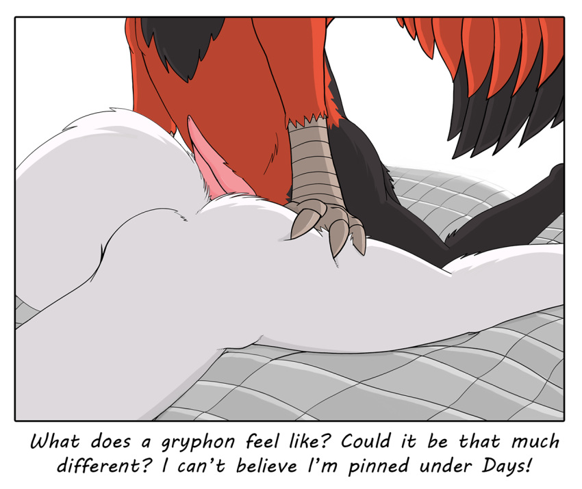 ambiguous_gender anthro ass avian bed black_feathers canine canine colrblnd_(artist) days_felter duo duzt_(artist) english_text erection feathered_wings feathers from_behind_position fur gryphon lying male male/ambiguous mammal measureup nude oata_rinsky on_bed on_front penis raised_tail red_feathers samoyed sex simple_background text white_background white_fur wings