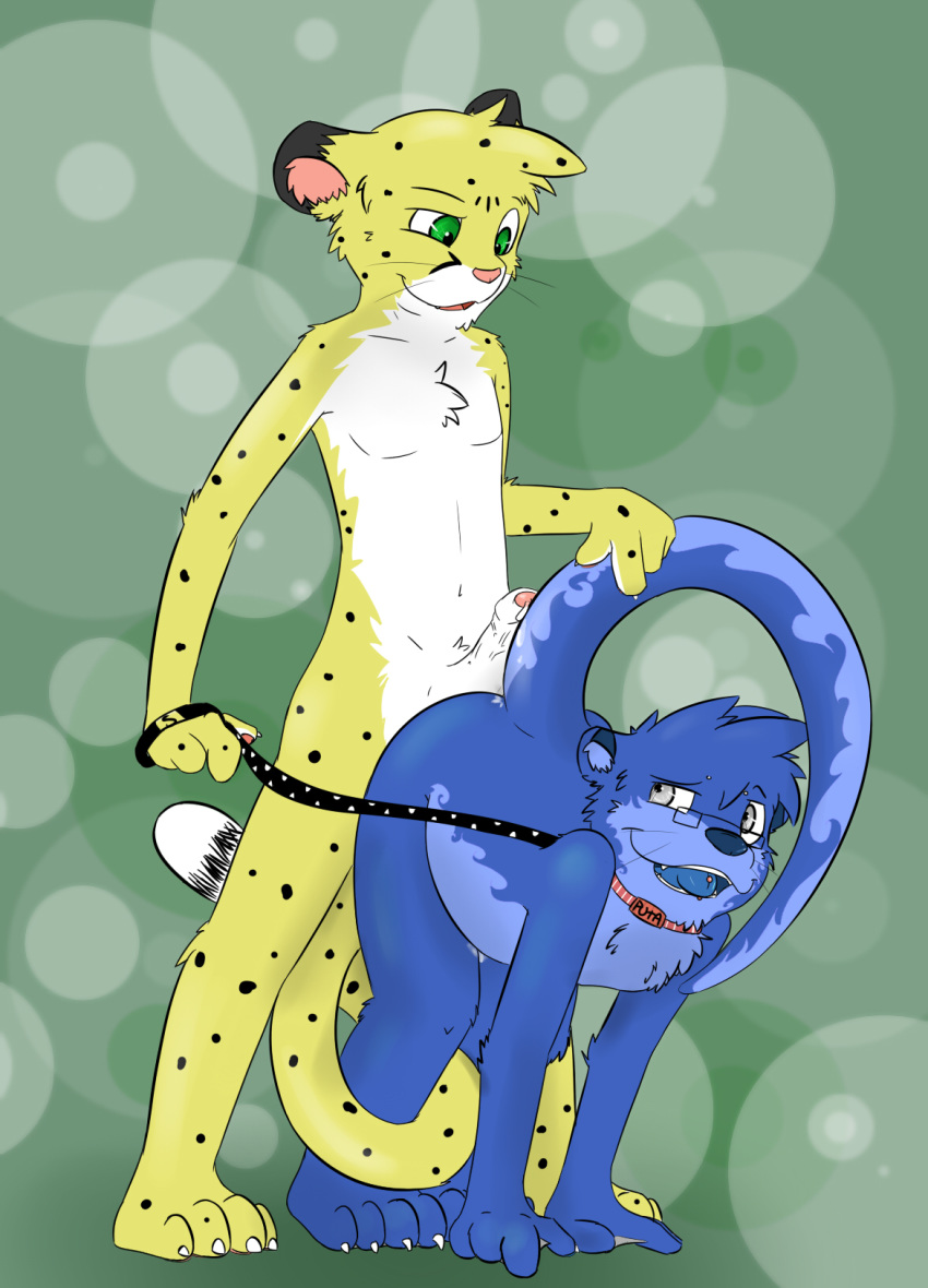 bent_over blue_nose blue_tongue cheetah collar erection feline fur green_eyes grey_fur humanoid_penis knox_(artist) knox_(otter) leash male mammal mustelid otter penis pink_nose salmy whiskers yaoi