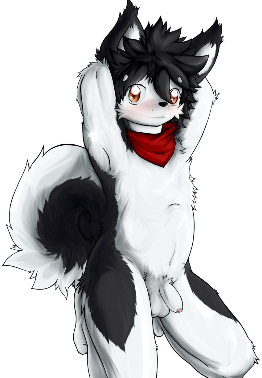 2018 alaskan_malamute anthro balls bandana biped black_fur black_hair black_nose blush brown_eyes canid canine canis cheek_tuft domestic_dog eyebrow_through_hair eyebrows flaccid fur hair hands_behind_head hi_res humanoid_penis kneeling log_(artist) log_(dog) looking_at_viewer male male_only mammal multicolored_fur navel nordic_sled_dog nude partially_retracted_foreskin penis pose short_hair simple_background solo spitz teenager translucent translucent_hair tuft two_tone_fur uncut white_background white_fur young