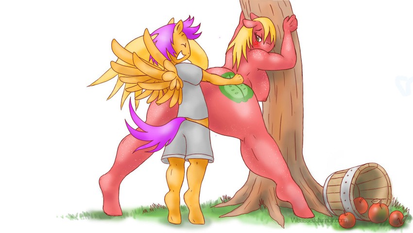 anthro anthrofied apple big_macareina_(mlp) big_macintosh_(mlp) blush breasts clothed clothed_sex clothing duo earth_pony equine feathered_wings feathers female food freckles friendship_is_magic fruit hair_on_head hasbro horse male mammal my_little_pony orange_feathers pegasus pony rule_63 scootaloo_(mlp) scootaroll_(mlp) sex straight tree vaginal_penetration weasselk wings young