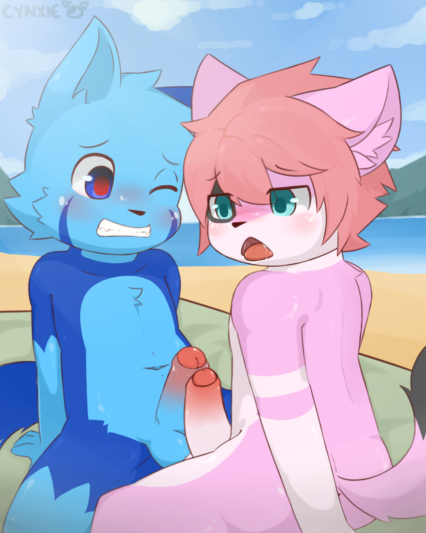 anthro beach blue_eyes blue_fur blush cynxie erection feline frottage fur hair haziq_(hazumazu) humanoid_penis male mammal naz_namaki_(cynxie) open_mouth penis pink_fur pink_hair public red_pupil seaside sex yaoi