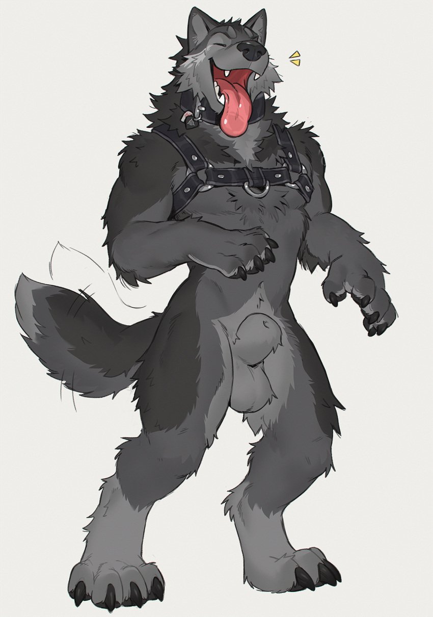 animal_genitalia anthro balls canid canine canis collar fangs fully_sheathed fur genitals grey_body grey_fur harness hi_res male male_focus male_only mammal sheath simple_background solo standing tail tail_motion tailwag teeth tongue tongue_out tritscrits wolf