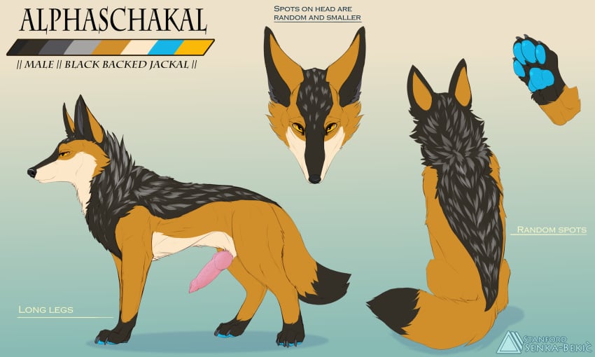 2018 alphaschakal anatomically_correct animal_genitalia animal_penis black_backed_jackal black_fur black_nose canine claws digital_media_(artwork) erection feral fluffy fluffy_tail fur hi_res jackal knot looking_at_viewer male mammal mane model_sheet orange_fur paws penis senka-bekic solo text toes white_fur yellow_eyes