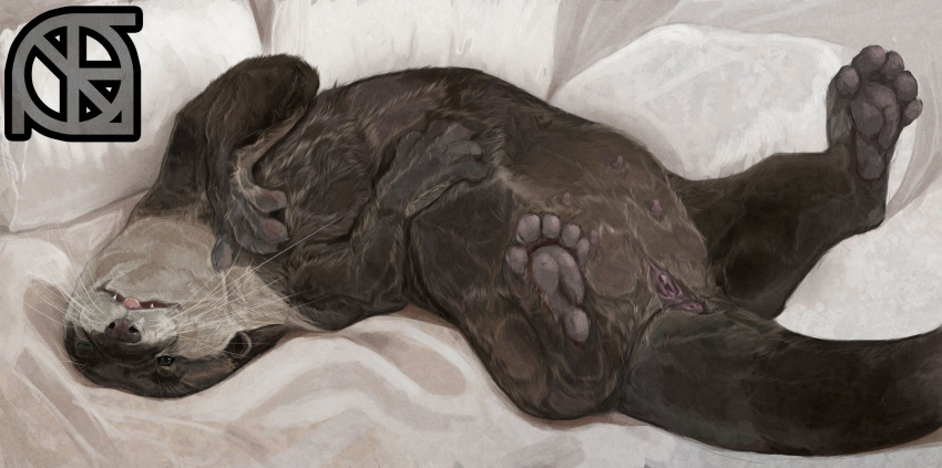 bed black_nose blep brown_fur clothing cosmiclife female feral flat_chested fur hi_res looking_at_viewer mammal mustelid on_bed otter paws pinup pose solo spread_legs spreading teats tongue tongue_out underwear whiskers