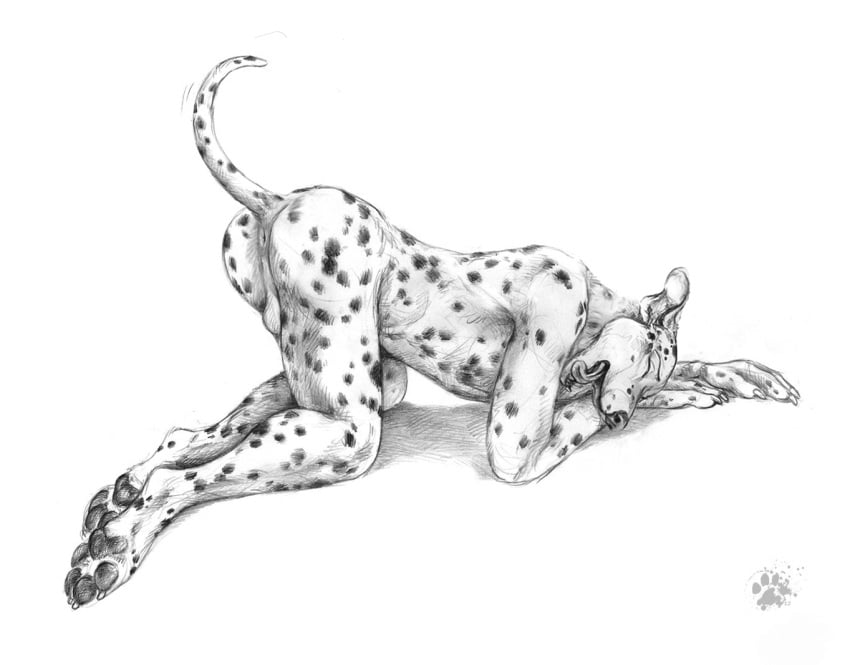 anthro anus ass ass_up backsack balls black_nose blotch canine claws closed_eyes dalmatian digital_media_(artwork) fur greyscale male male_only mammal monochrome multicolored_fur nude open_mouth pawpads paws pose raised simple_background smile solo spots teeth tongue tongue_out two_tone_fur