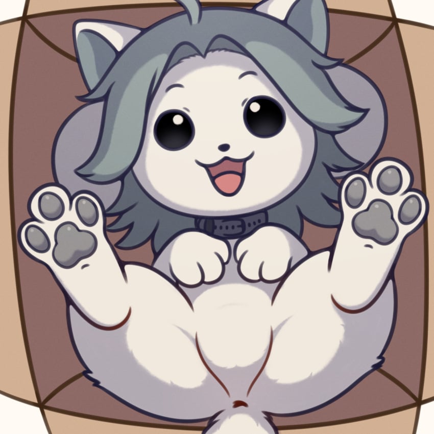 1:1 2024 anus anus_only black_eyes box collar container empty_eyes featureless_crotch female feral feral_only fur grey_hair hair hi_res high-angle_view in_box in_container looking_at_viewer lying neitsuke on_back pawpads solo tem temmie_(undertale) undertale undertale_(series) white_body white_fur