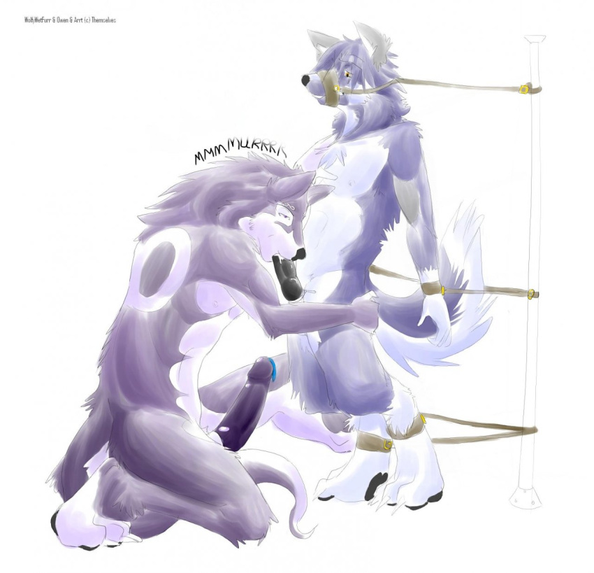 anthro blue_cum bondage bound buckles canine colored_cum cum domination dragon duo erection fellatio fingerless_(marking) fur hair humanoid_penis hybrid infinite knot malamute male male_penetrating mammal muscular mustelid muzzle_(disambiguation) nude oral owen owen_edwolf penetration penis power_bottom sex size_difference straps submissive_male unusual_cum wolf wolfywetfurr yaoi