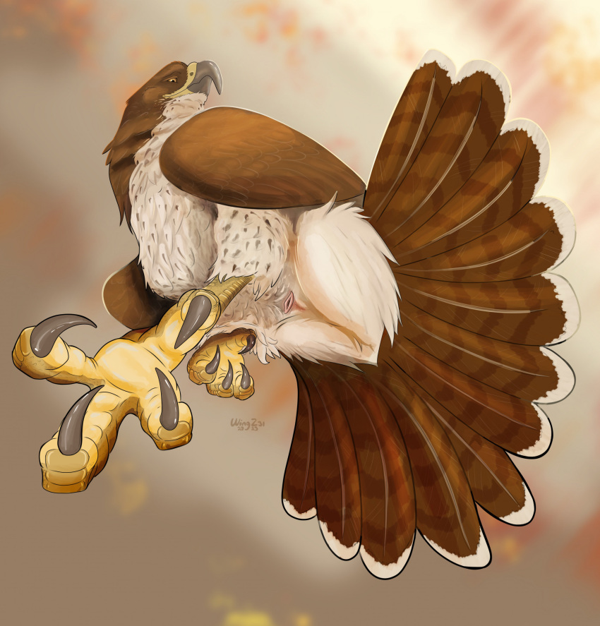 2023 accipitrid accipitriform ambiguous_gender animal_genitalia avian avian_feet bird brown_body brown_feathers buteo character_request chickenhawk cloaca copyright_request feathers feral genitals hi_res red-tailed_hawk simple_background solo talons wingz31