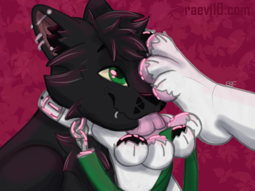 collar domestic_cat ear_piercing feet felid feline felis flustered foot_fetish foot_lick foot_play happy hi_res leash leash_pull leashed_collar licking mammal pawpads paws_on_head pickles_(sneppec) piercing raevi10 tongue worship zero_(raevi10)