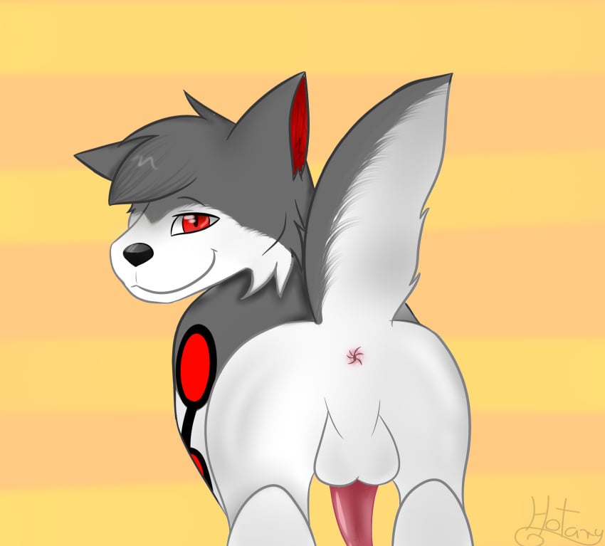 alma_(almax3) anus ass backsack balls black_fur canine canine fur hotaru husky looking_at_viewer looking_back male mammal presenting presenting_hindquarters red_fur simple_background white_balls white_fur yellow_background