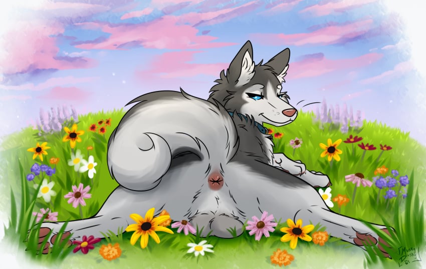 anus balls blue_eyes canid canine canis claws domestic_dog feral fur genitals grey_balls grey_body grey_fur hi_res husky luden male mammal muskydusky nordic_sled_dog pawpads pink_nose pink_pawpads solo spitz tail tail_anus whiskers white_body white_claws white_fur white_tail