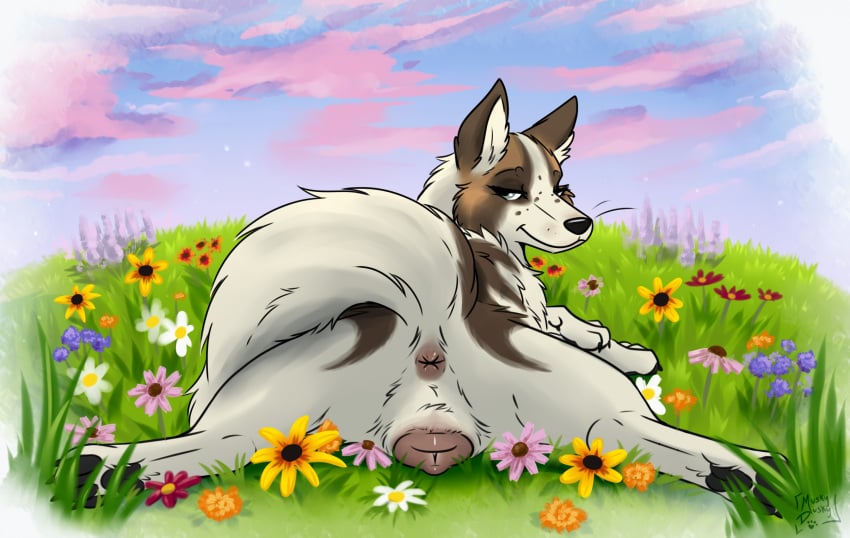 animal_genitalia animal_vulva anus black_claws black_nose black_pawpads brown_anus brown_vulva canid canine canine_genitalia canine_vulva canis claws domestic_dog female feral fur genitals german_shepherd grey_eyes herding_dog hi_res mammal muskydusky pastoral_dog pawpads solo tail tail_anus whiskers white_body white_fur white_tail