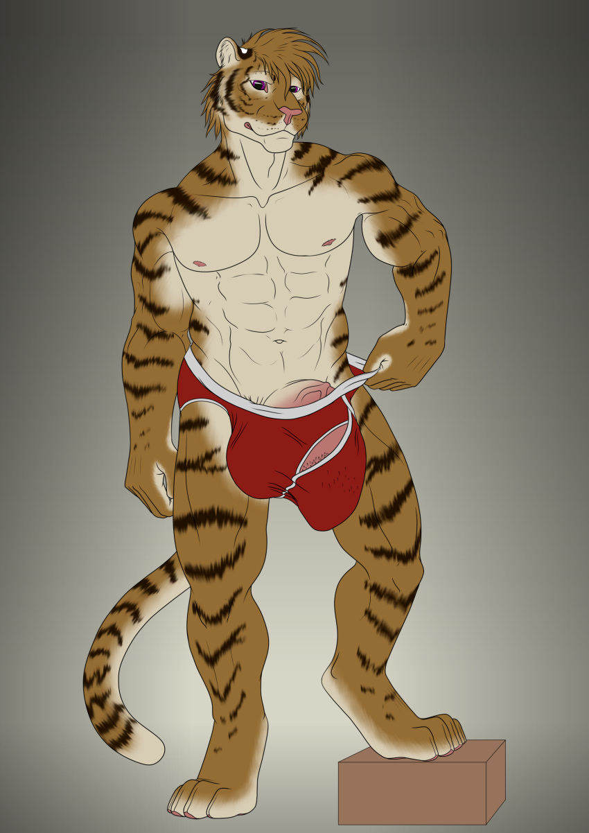 2016 anthro balls barbed_penis big_balls briefs bulge clothing feline hi_res hyper kato_(tiger) kurin male male_only mammal penis presenting solo standing tiger underwear vein veiny_penis