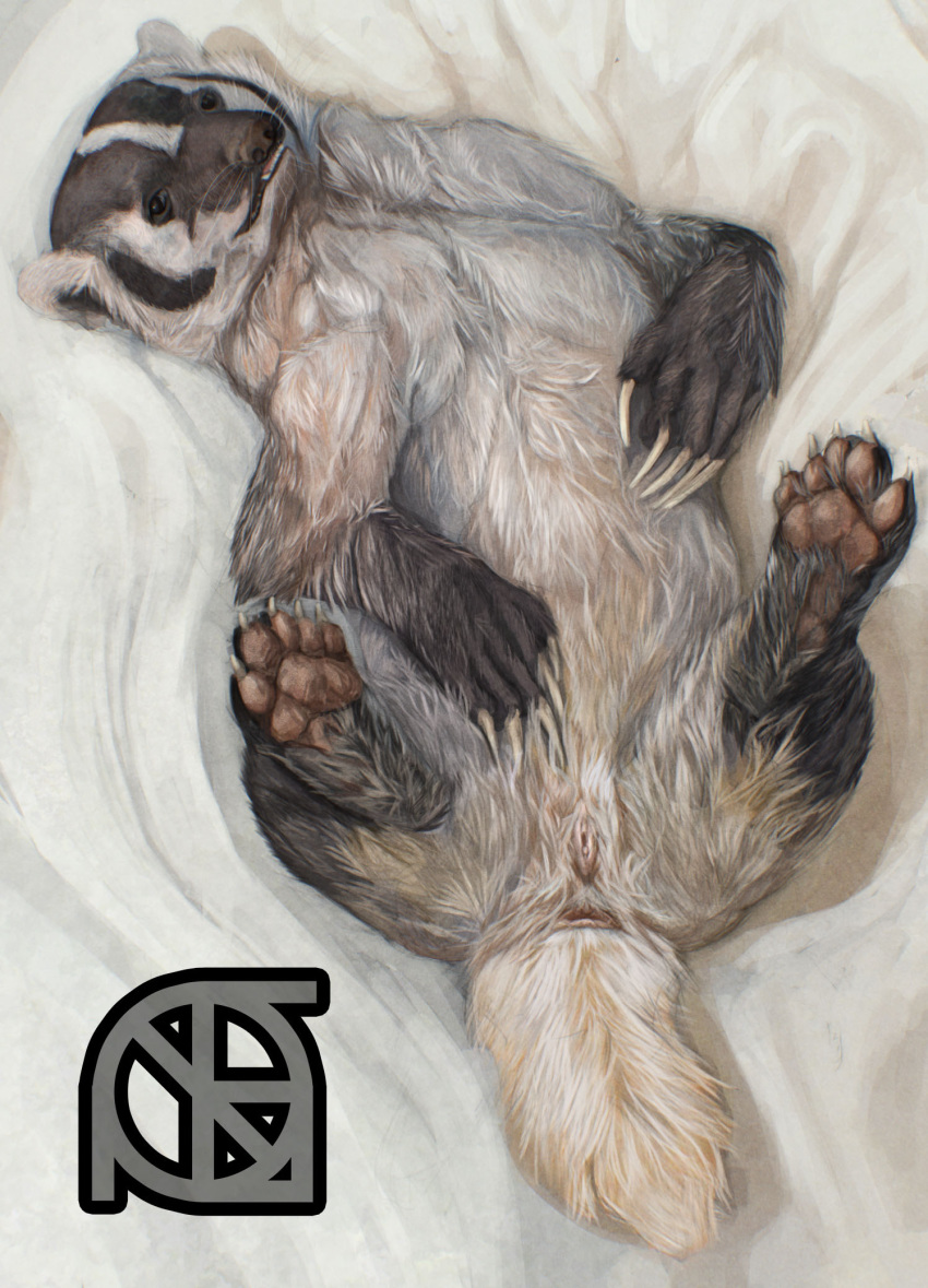 anthro anus ass badger bed claws cosmiclife feet female feral flat_chested fur hi_res hindpaw looking_at_viewer lying mammal mustelid on_back pawpads paws pinup pose pussy semi-anthro solo spread_legs spreading teeth whiskers