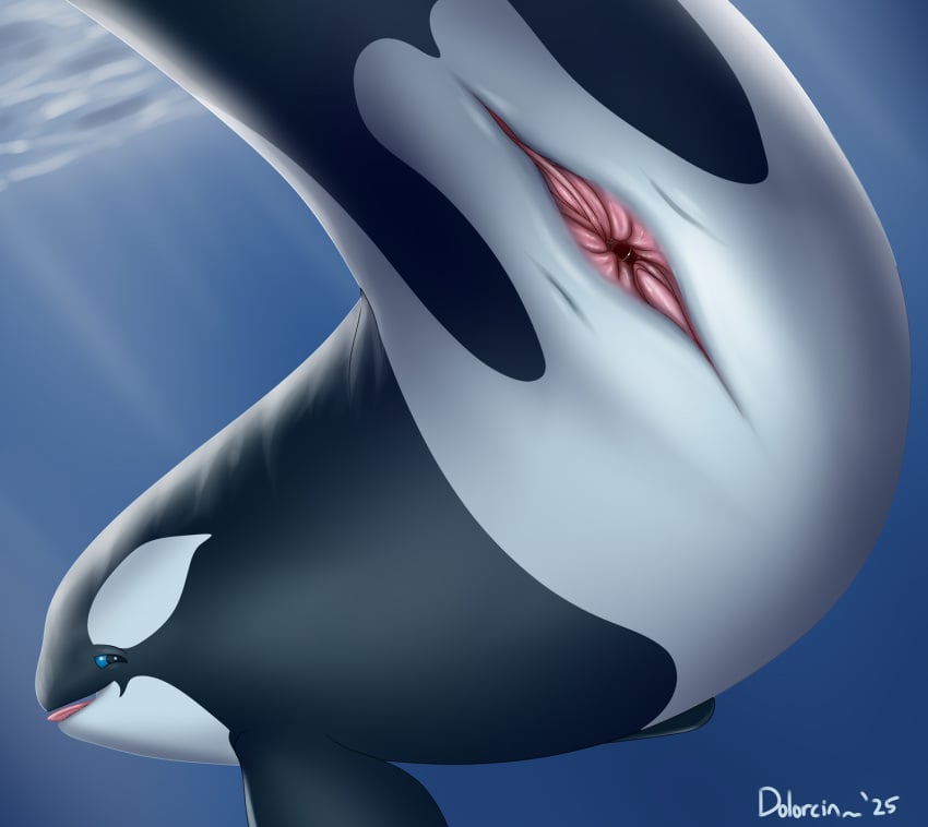 2025 animal_genitalia animal_pussy black_body blue_eyes cetacean cetacean_genitalia cetacean_pussy dolorcin dolphin female female_feral feral flippers genitals hi_res mammal mammary_slits marine multicolored_body oceanic_dolphin orca presenting presenting_pussy pussy signature solo tongue tongue_out toothed_whale two_tone_body underwater water white_body