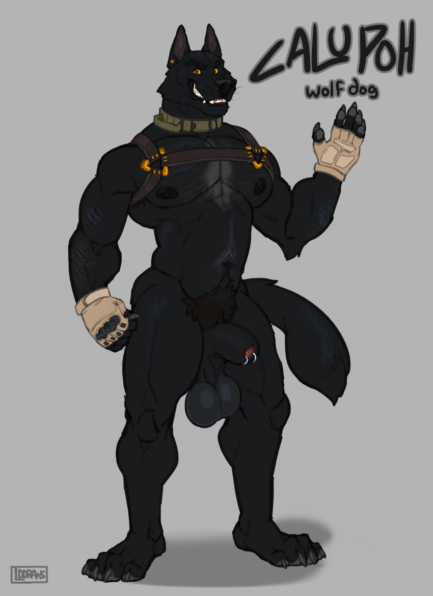 5_fingers animal_genitalia anthro balls big_balls biped black_body black_fur calupoh canid canine canis claws fingers fur genitals hi_res huge_balls hybrid lddraws male mammal muscular muscular_anthro muscular_male pawpads pecs saggy_balls sheath simple_background solo tail wolfdog