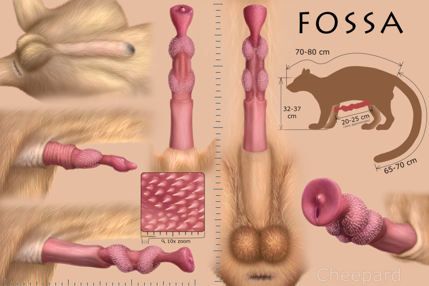 2018 anatomically_correct anatomically_correct_penis animal_genitalia anus balls barbed_penis cheepard detailed erection euplerid feral fossa fossa_penis hi_res male male_only mammal penis penis_tip sheath solo