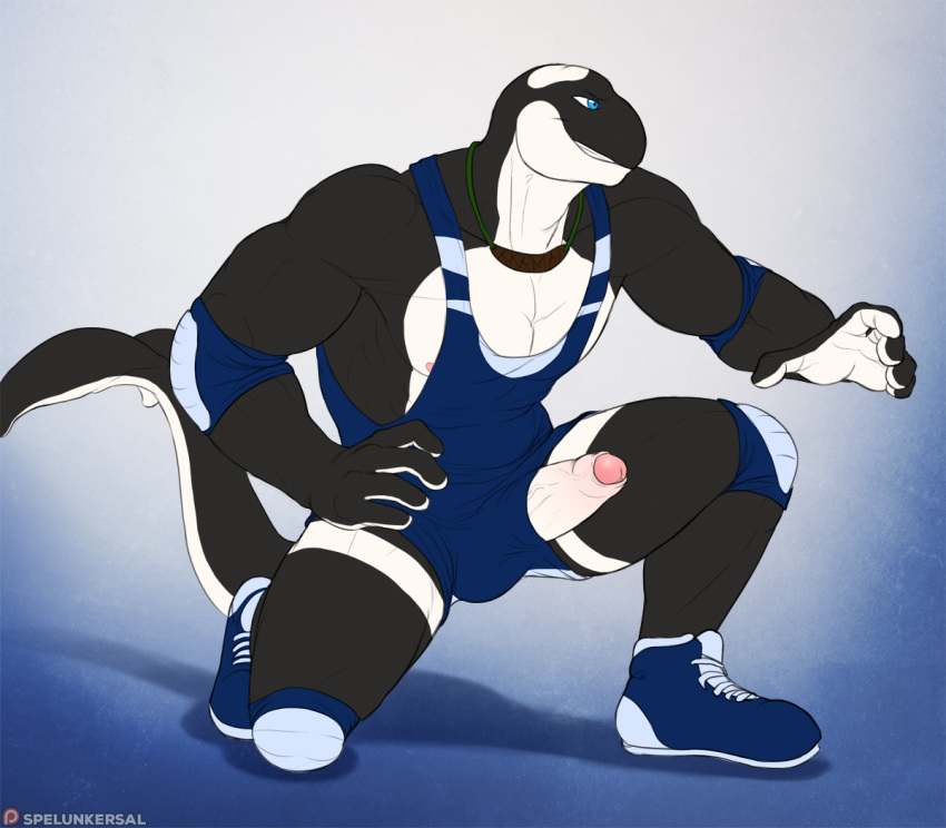 2019 akamai anthro biceps biped black_skin black_tail blue_clothing blue_eyes cetacean clothed clothing elbow_pads erection fin footwear foreskin gradient_background humanoid_penis knee_pads male male_only mammal marine multicolored_skin multicolored_tail muscular muscular_male on_one_knee orca patreon pecs penis penis_through_fly poking_out shoes simple_background smile smirk solo spelunker_sal tail_fin two_tone_skin two_tone_tail uncut whale white_penis white_skin white_tail wrestling_singlet