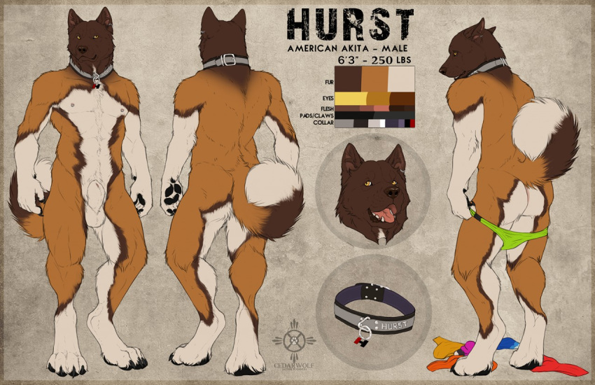 1boy 2019 4_toes abs akita animal_genitalia anthro balls barefoot biceps biped black_claws black_nose brown_fur brown_tail canid canine canis cedarwolf character_name claws clothing collar color_swatch digitigrade domestic_dog ear_piercing fluffy fluffy_tail fully_sheathed fur grey_background hurst male male_only mammal model_sheet multicolored_fur multicolored_tail multiple_angles muscular muscular_male nipples nude open_mouth pecs piercing pink_tongue sheath simple_background solo speedo standing swimsuit toe_claws toes tongue undressing white_fur white_sheath white_tail yellow_eyes