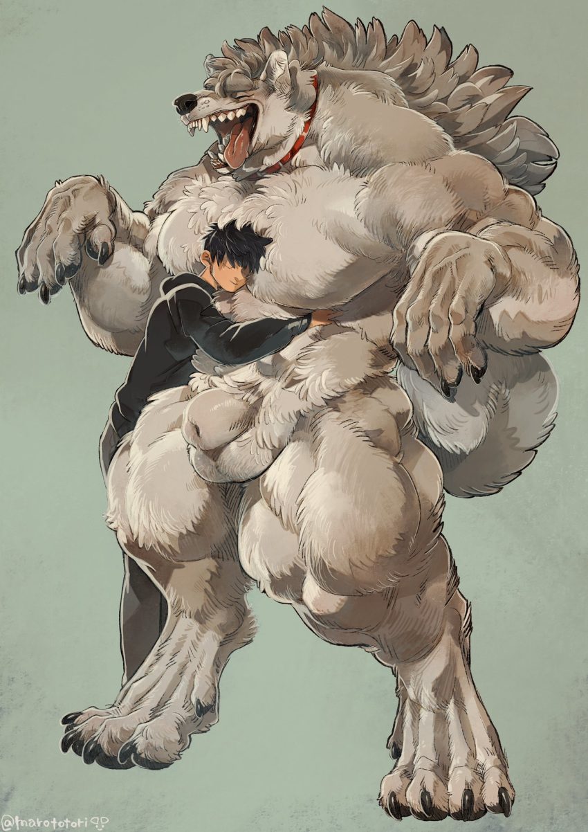 animal_genitalia anthro balls bara barazoku canid canine canis chest_tuft claws closed_eyes clothed clothing collar digitigrade domestic_dog fluffy fur grey_fur hi_res hoodie hug human human_on_anthro interspecies larger_anthro larger_male male male_only mammal marototori muscular muscular_male nude open_mouth pawpads saliva sharp_teeth sheath simple_background size_difference smaller_human smaller_male smile teeth thick_thighs tongue tongue_out tuft