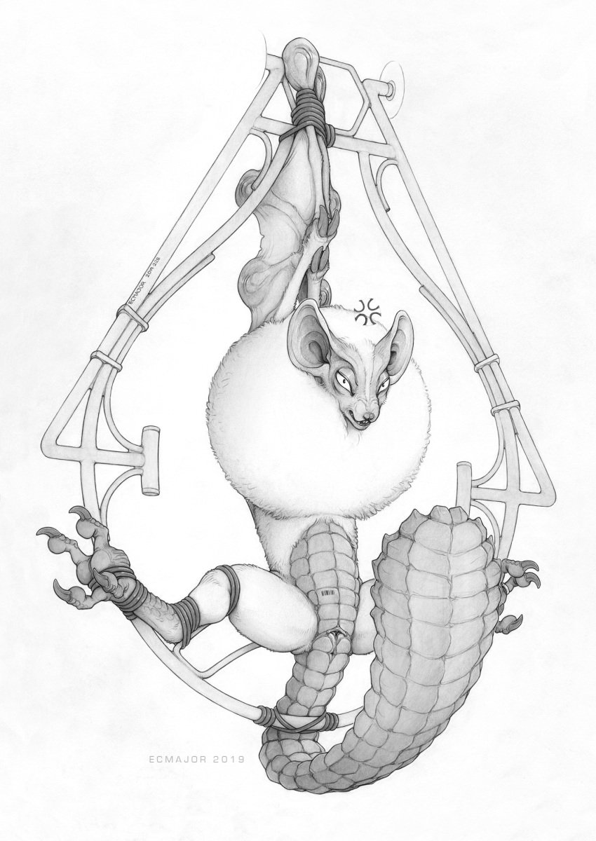 2019 angry animal_genitalia anus barcode bondage bound capcom claws clitoris dragon ecmajor female feral fluffy fur hi_res invalid_tag looking_at_viewer membranous_wings monochrome monster_hunter monster_hunter_world open_mouth paolumu piercing pussy scales scalie simple_background solo spreading traditional_media_(artwork) video_games white_background wings wyvern