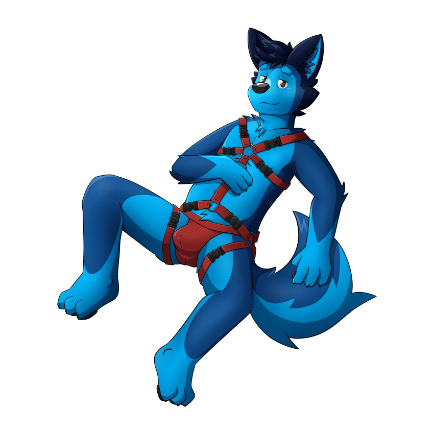 1:1 3_toes absurd_res alpha_channel anthro bedroom_eyes biped black_ears black_nose black_pawpads blue_body blue_fur blue_inner_ear blue_tail broitscody canid canine canis clothing feet fur grey_eyes hand_on_chest harness hi_res inner_ear_fluff jockstrap looking_at_viewer male male_only mammal multitoned_fur narrowed_eyes pawpads seductive simple_background solo tail toes transparent_background tuft two_tone_tail underwear watermark wolf