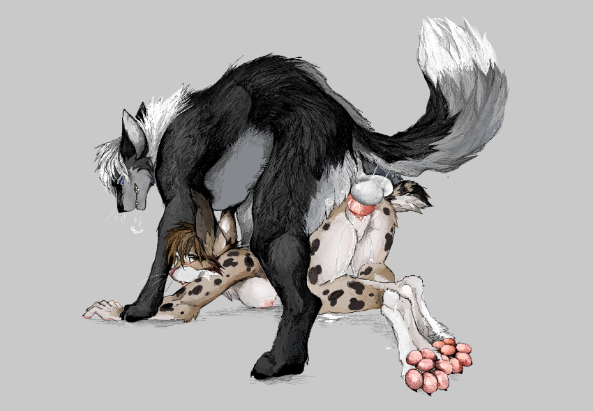 anthro anthro_on_feral balls canid canine canis doggy_style duo felid feline female feral from_behind_position genitals hi_res jeffusherb knot lynx male male/female mammal paws sex wolf zoophilia