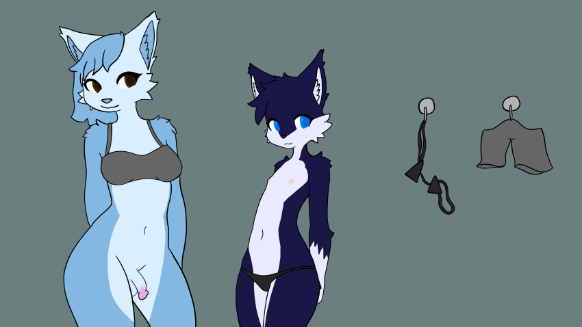 absurd_res anthro areola blue_body blue_eyes blue_fur bottomless bra breasts brown_eyes canid canine canis circumcised clothed clothing domestic_cat duo felid feline felis female flat_chested fur genitals gynomorph hands_behind_back hi_res hikari_(hikaridraws) hikaridraws intersex laura_(hikaridraws) mammal medium_breasts navel panties penis topless trans_woman transfem underwear white_body white_fur wolf