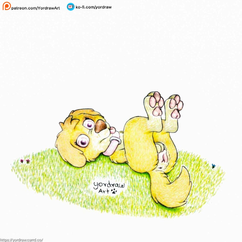 animal_genitalia animal_pussy anus ass bent_legs canid canine canine_genitalia canine_pussy collar cute_expression cute_eyes female feral flower genitals grass hi_res legs_in_air legs_up mammal patreon patreon_logo paw_patrol pawpads paws plant pussy raised_tail skye_(paw_patrol) solo tail text tongue url yordraw