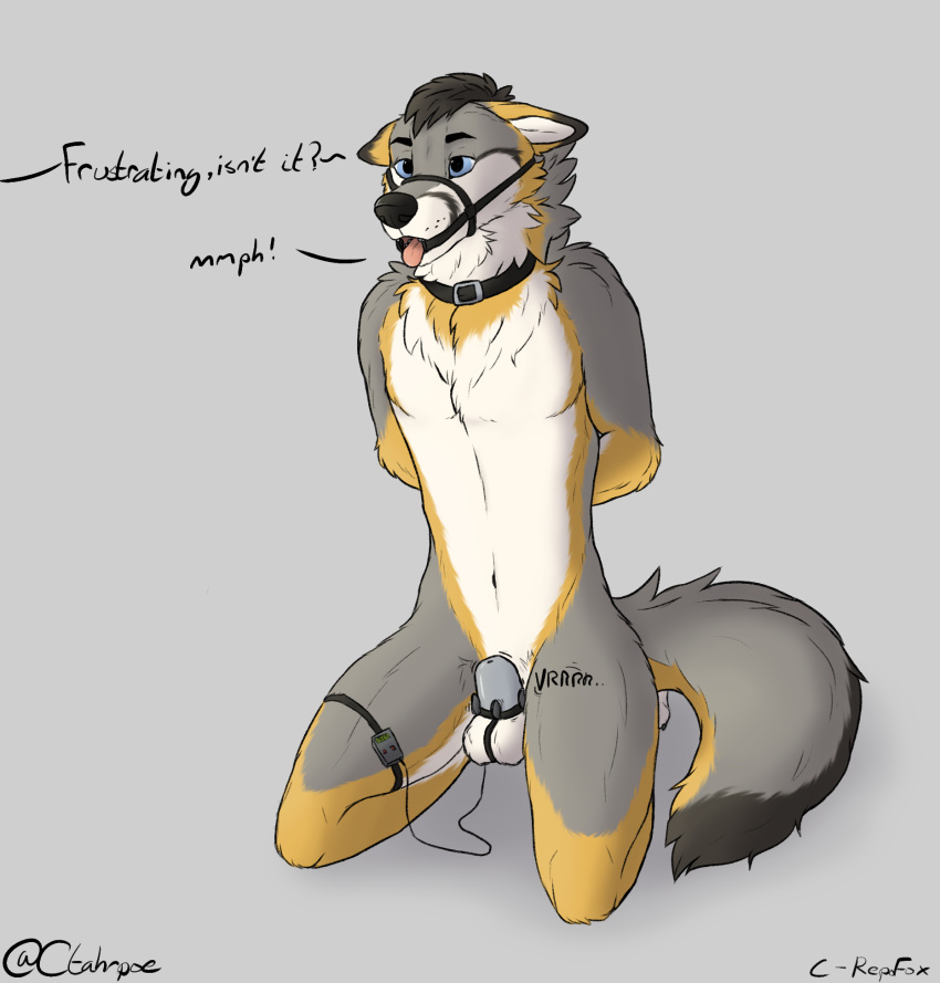 1boy 2019 anthro arms_behind_back black_hair bondage bound canid canine chastity chastity_cage chest_tuft collar ctahrpoe dialogue ears_down fox fur gag grey_fox grey_fur hair hands_behind_back harness_gag hi_res kneeling male male_only malesub mammal open_mouth open_mouth_gag orgasm_denial repofox ring_gag sex sex_toy simple_background solo story story_in_description tan_fur teasing text tongue tongue_out tuft urocyon vibrator white_fur