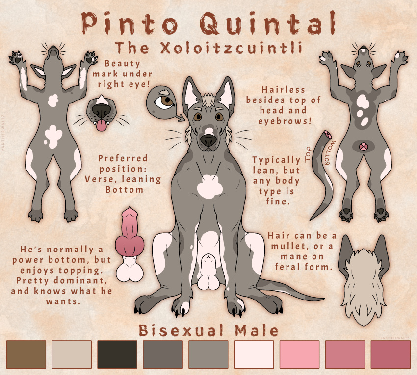 Pinto (Pantherwaltz) Rule 34 Image