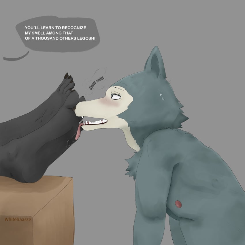 absurd_res anthro bear beastars big_feet bodily_fluids canid canine canis claws dialogue duo feet foot_fetish foot_lick foot_play foot_sniffing gay gouhin gouhin_(beastars) hi_res huge_feet legoshi_(beastars) licking male male/male mammal nipples paws smell sniffing sweat sweatdrop toe_claws tongue whitehaasze wolf