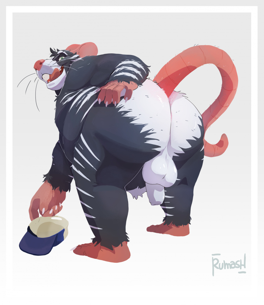 2024 anthro ass backsack balls black_body genitals hi_res male mammal murid murine overweight overweight_male penis rat rodent rumash simple_background solo tongue tongue_out white_body