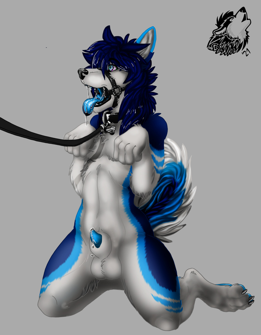 2021 absurd_res anatomically_correct anatomically_correct_genitalia anatomically_correct_penis animal_genitalia animal_penis anthro balls begging begging_pose biped blue_body blue_eyes blue_fur bodily_fluids canid canine canine_genitalia canine_penis canis codestrike collar collar_tag cum curled curled_tail domestic_dog dripping drooling fluffy fur gag gagged gagged_drooling genital_fluids genitals hair hi_res husky hypnosis jewelry kneeling leash lipstick long_hair makeup male male_only mammal mind_control nordic_sled_dog object_in_mouth paws penis pose precum saliva sexual_barrier_device sheath simple_background solo spitz spread_legs spreading strike tailwag