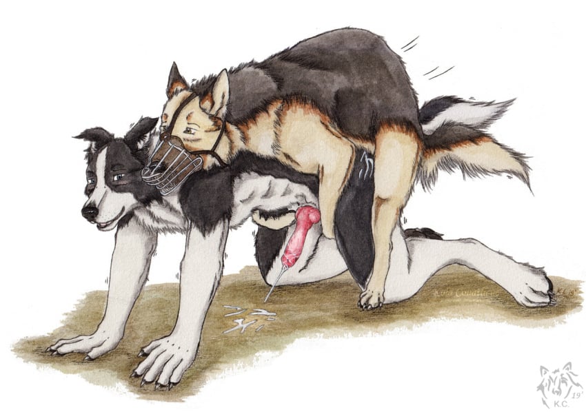 anal anal_sex anatomically_correct anatomically_correct_penis animal_genitalia animal_penis anthro anthro_on_feral canid canine canine_penis canis collie cum cum_inside cum_while_penetrated domestic_dog feral from_behind_(disambiguation) german_shepherd herding_dog kneeling knot kola_(artist) male mammal pastoral_dog penetration penis sheepdog simple_background yaoi zoophilia