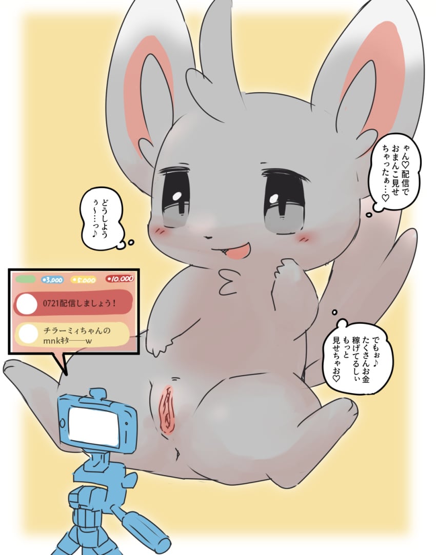 2021 4_fingers anthro blush border camera chat chat_box female feral_only fingers fur generation_5_pokemon genitals grey_body grey_fur heart_symbol hi_res japanese_text livestream minccino nintendo open_mouth pokemon pokemon_(species) pu_sukebe pussy simple_background smug solo spread_legs spreading tail text thought_bubble translation_request white_border yellow_background