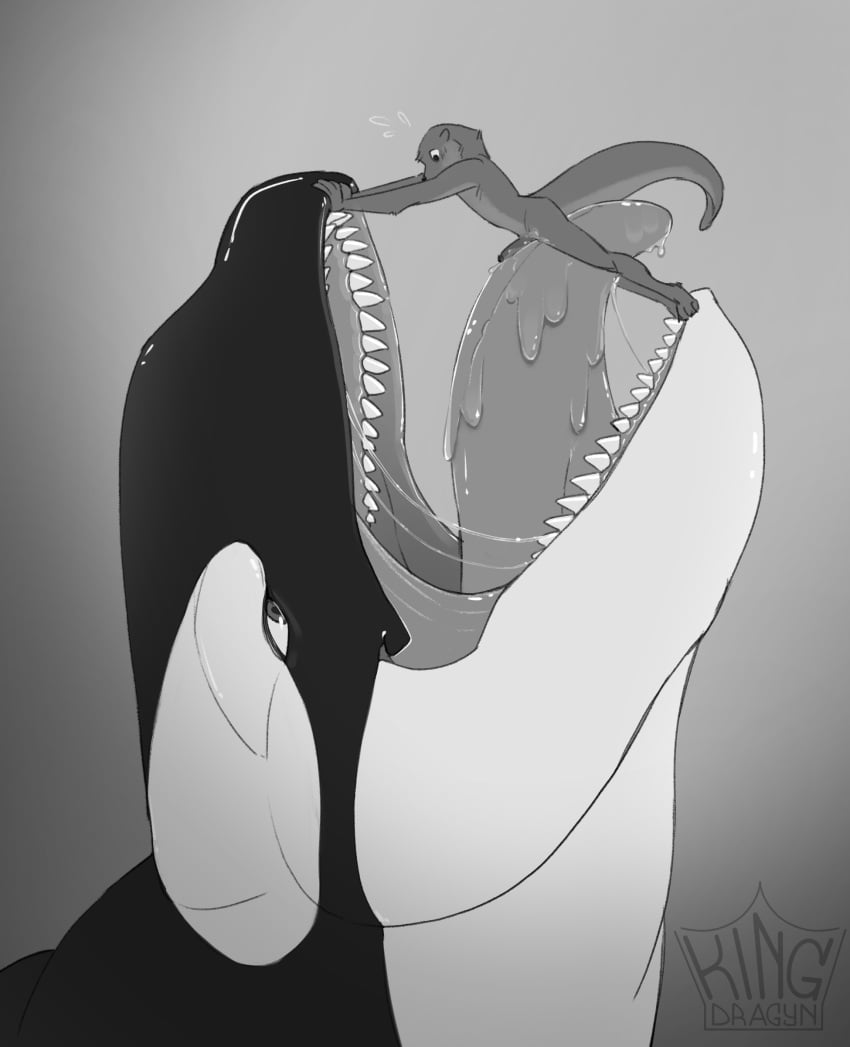 absurd_res ambiguous_gender ambiguous_pred anthro bodily_fluids body_lick cetacean dolphin drooling duo genitals hi_res imminent_vore kingdragyn licking male male/ambiguous male_prey mammal marine monochrome mustelid nervous oceanic_dolphin orca otter oversized_oral penis saliva size_difference tongue toothed_whale