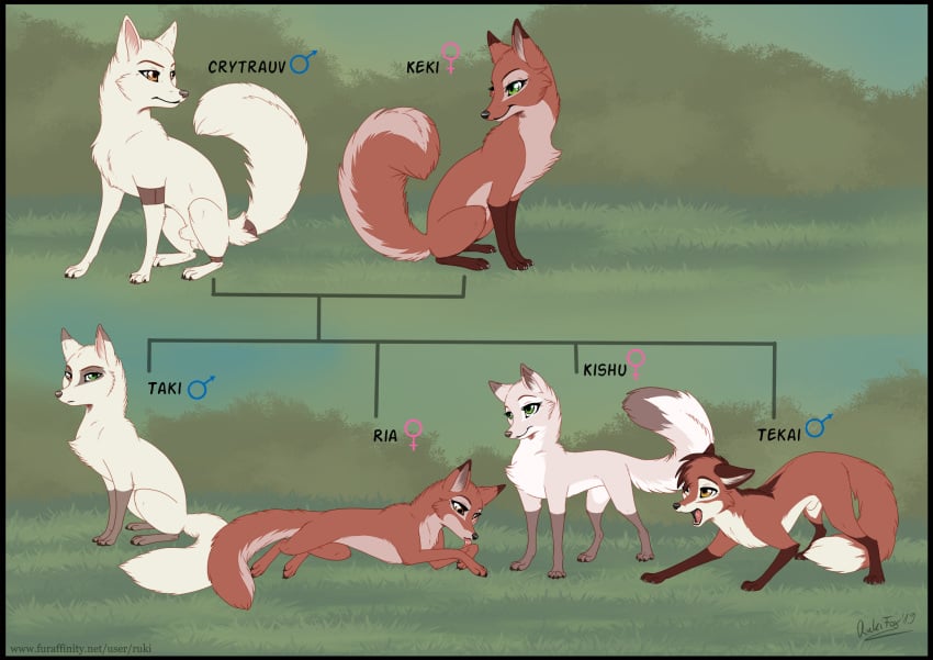 animal_genitalia balls canid canine family family_tree female feral fox fully_sheathed fur kishu male mammal red_fur rukifox sheath tekai white_balls white_fur