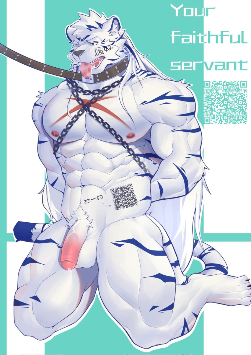 abs anthro bondage chained chains collar felid flaccid foreskin genitals hair hands_behind_back hi_res kneeling leash leashed_collar male male_focus male_only malesub mammal muscular muscular_male one_eye_closed pantherine partially_retracted_foreskin pecs penis qr_code scar simple_background slave solo solo_male striped_body stripes submissive submissive_male three-quarter_view tiger tongue tongue_out white_body zh_tiger_wolf