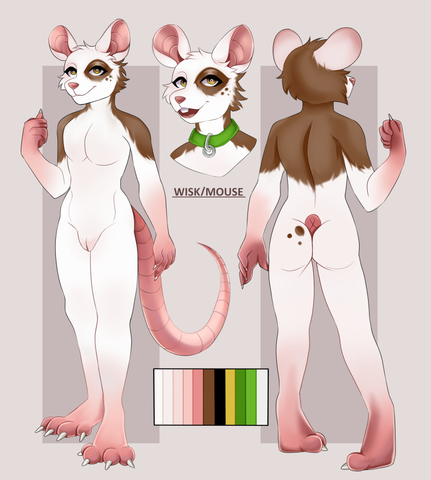 absurd_res anthro brown_body brown_eyes brown_fur brown_spots brown_spotted_body brown_spotted_fur collar collar_only digital_drawing_(artwork) digital_media_(artwork) fur genitals green_collar hi_res humanoid_genitalia looking_at_viewer male mammal model_sheet mouse mouse_tail murid murine nude nude_anthro nude_male pamen pamenpie pink_hand pink_legs pink_nose pink_pussy pink_tail pussy reference_image rodent solo spots tail white_body white_fur