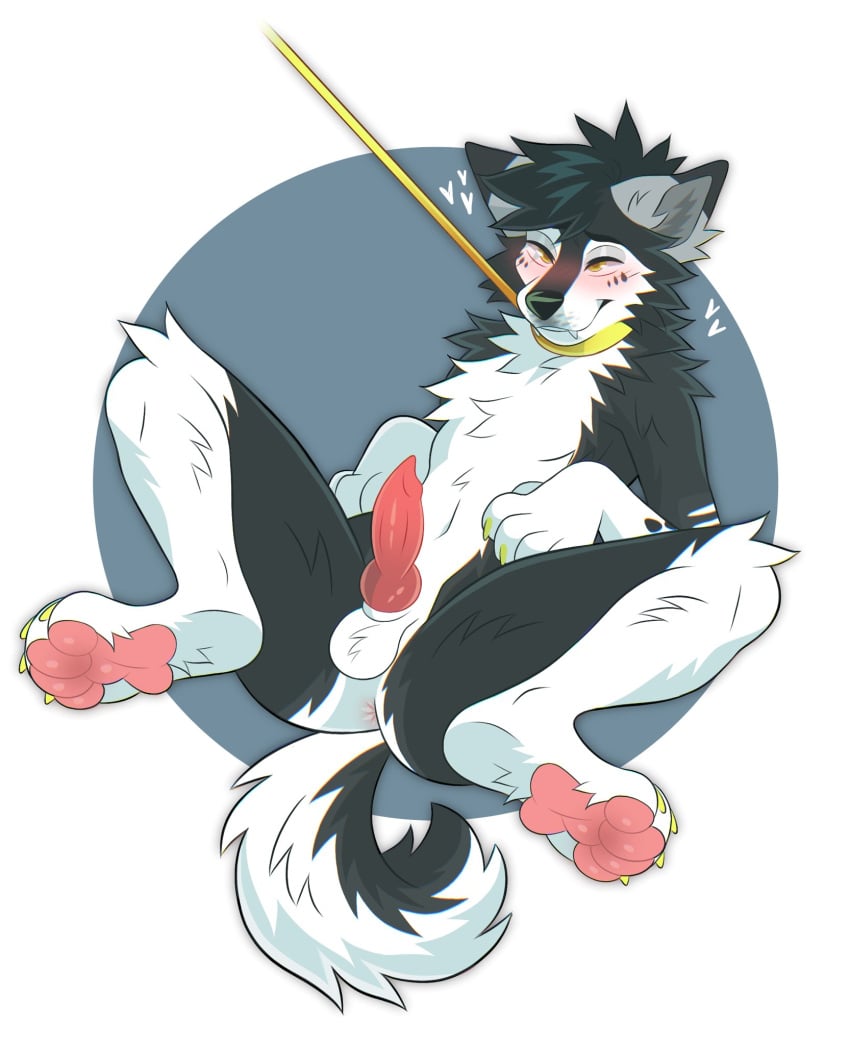anthro anus arm_tuft balls black_body black_fur black_hair blush canid canine cheek_tuft chest_tuft elbow_tuft erection facial_tuft fangs fur genitals glistening glistening_eyes hair hi_res knot male mammal narrowed_eyes neck_tuft nude pawpads penis princelykaden red_pawpads red_penis solo spread_legs spreading teeth tuft white_balls white_body white_fur yellow_eyes