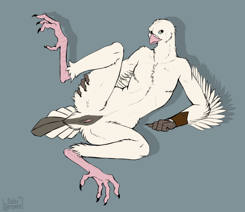 animal_genitalia anthro avian beak bird cloaca columbid digital_media_(artwork) feathers hi_res male pigeon saltyserpent