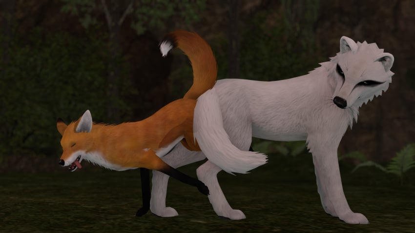 blurred_background canine canine_genitalia canine_penis depth_of_field feral feral_on_feral feral_penetrated feral_penetrating fox interspecies knot knotted_penis male/female orange_fur second_life self_upload size_difference straight videogame white_fur wolf xray_view zeevwolf