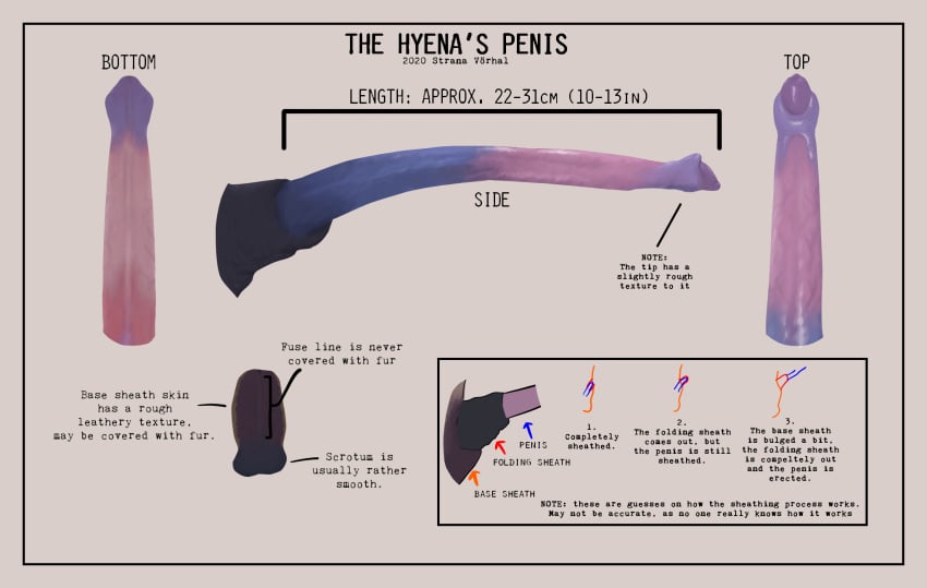 2020 animal_genitalia animal_penis balls erection feral genitals hi_res hyaenid_penis hyena male mammal model_sheet penis sheath solo strana_(artist)